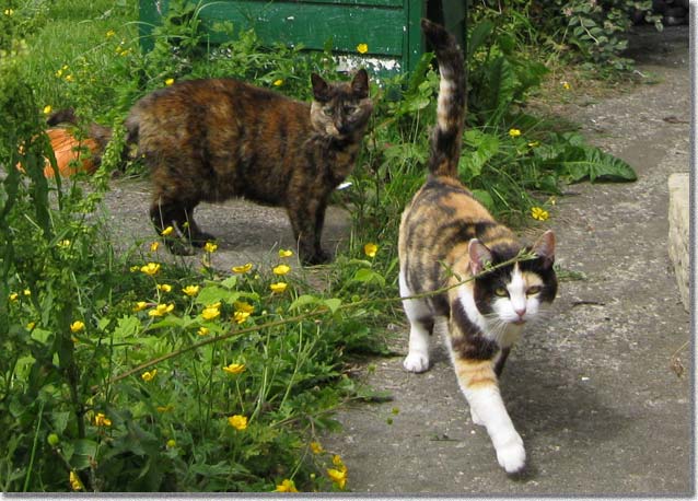 餌を当て込む二匹